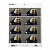 Pithecia pithecia (Vorne)