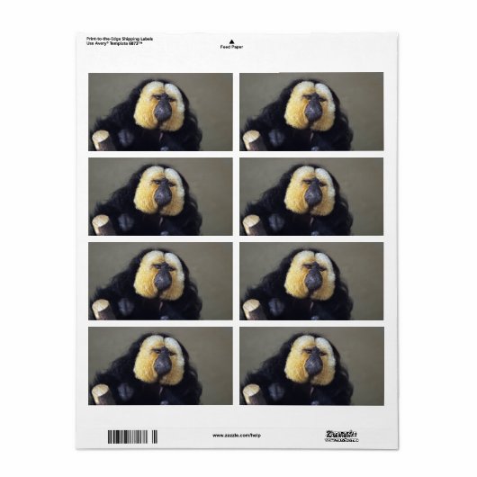 Pithecia pithecia (Vorne)