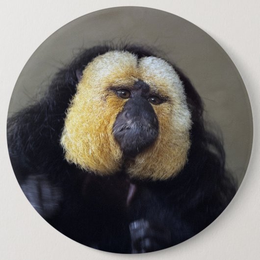 Pithecia pithecia button (Vorderseite)