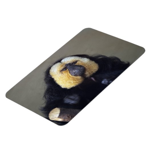 Pithecia pithecia magnet (Linke Seite)