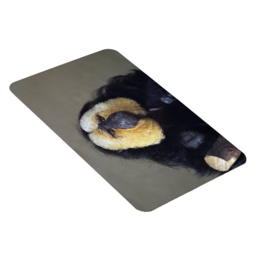 Pithecia pithecia magnet (Rechte Seite)