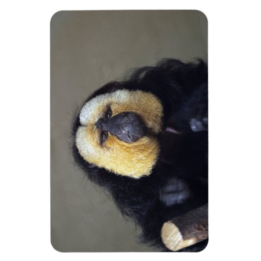 Pithecia pithecia magnet (Vertikal)