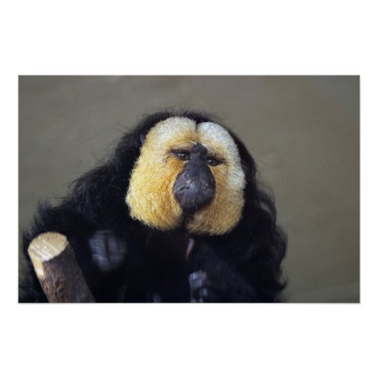 Pithecia pithecia poster (Vorderseite)