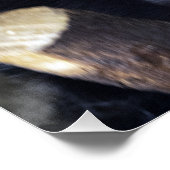 Pithecia pithecia poster (Ecke)