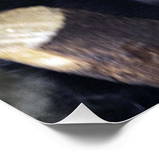 Pithecia pithecia poster (Ecke)