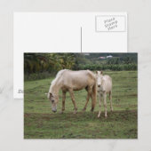 Pitons2 Postkarte (Vorne/Hinten)