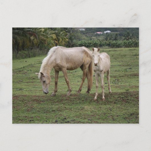 Pitons2 Postkarte (Vorderseite)