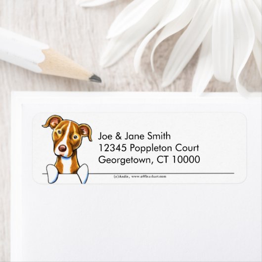 Pitt Bull sauber und einfach (Insitu)