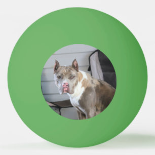Pitt bull tischtennisball
