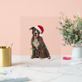 Pittie Pitbuli Weihnachtslicht Weihnachten Weihnac Acrylschild (Hochzeit)
