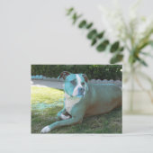 Pitty Postcard Postkarte (Stehend Vorderseite)