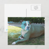 Pitty Postcard Postkarte (Vorne/Hinten)