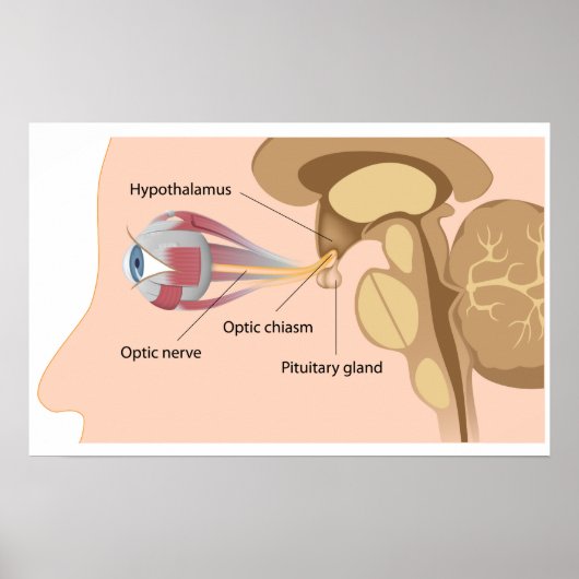 Pituitardrüse und Optikchiasmus Poster (Vorne)
