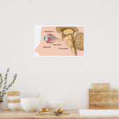 Pituitardrüse und Optikchiasmus Poster (Küche)