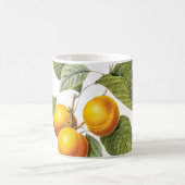 Pix Dezines Orchard/Pfirsiche/Redoute Kaffeetasse (Mittel)