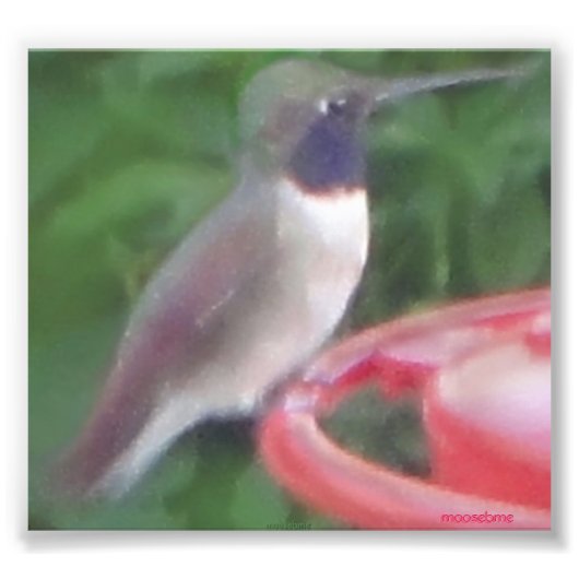 Pix-elated Humming Bird Pic Fotodruck (Vorne)