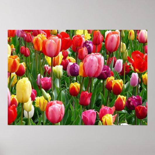 pixabay.comentulips-tulip-bed-colorful-52126 poster (Vorne)