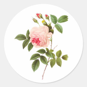 PixDezine viktorianische Rosen/redoute Runder Aufkleber