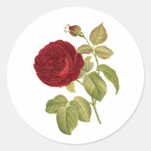 PixDezine Vintage viktorianische rote Rose/redouin Runder Aufkleber