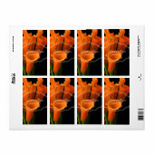 PixDezines orange calla lily/DIY Hintergrundfarbe! (Vorne)