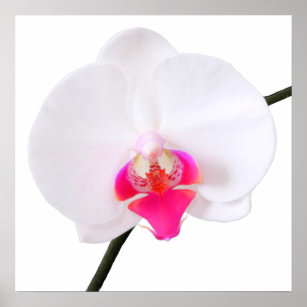 PixDezines phalaenopsis dorne/white orchid Poster
