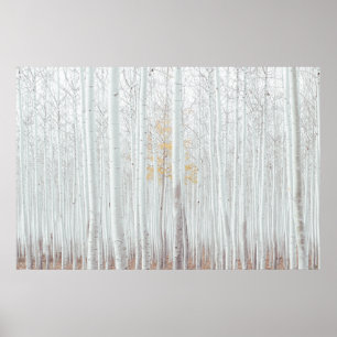 PixDezines Silberbirkenwald Poster