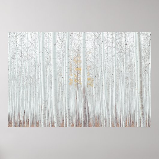 PixDezines Silberbirkenwald Poster (Vorne)