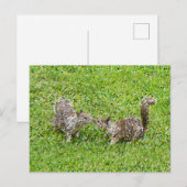 Pixel Art - zwei Eichhörnchen Postkarte (Vorne/Hinten)