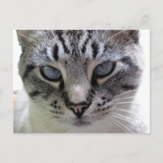 Pixie up nah postkarte