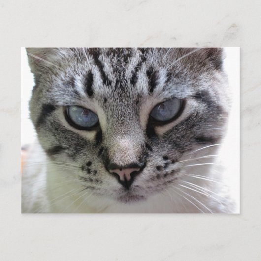 Pixie up nah postkarte (Vorderseite)
