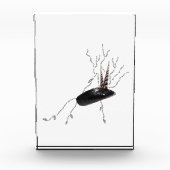 Placenta Anatomie Health Science Biology Gedicht A Fotoblock (Vorderseite)