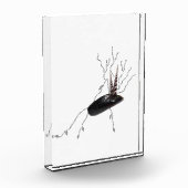 Placenta Anatomie Health Science Biology Gedicht A Fotoblock (Links)