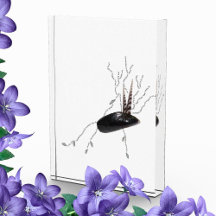 Placenta Anatomie Health Science Biology Gedicht A