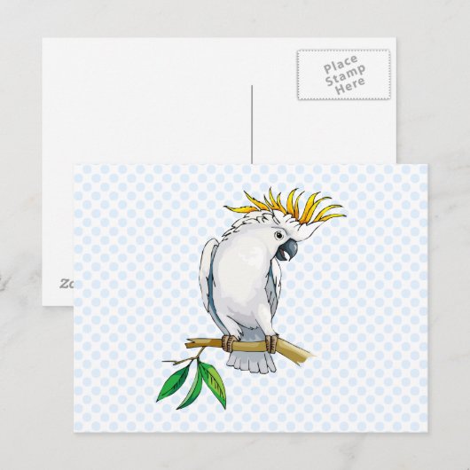 Placido Parrot Postkarte (Vorne/Hinten)