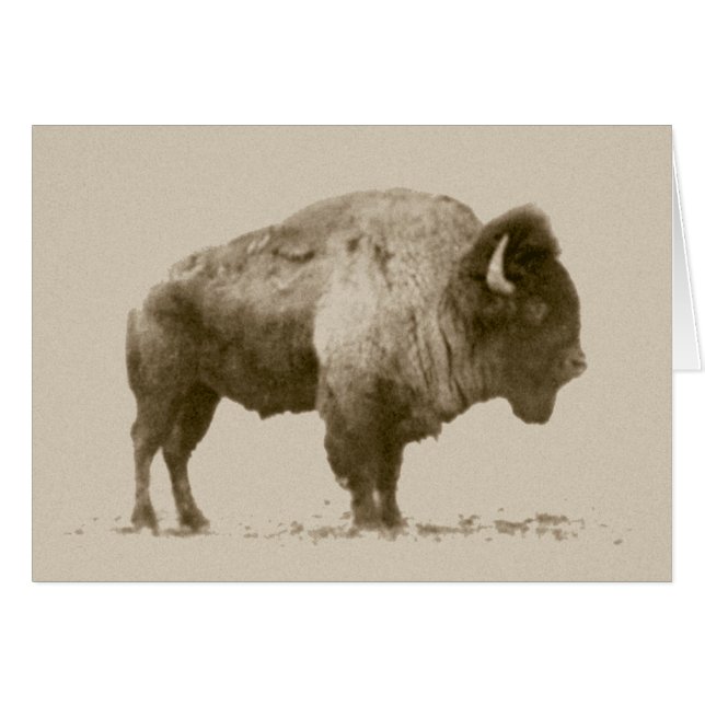 Plains Bison (Vorderseite (Horizontal))