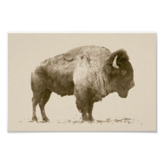 Plains Bison Fotodruck (Vorne)