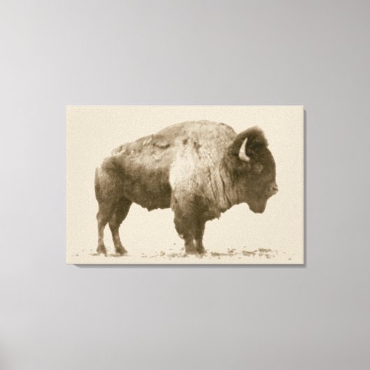 Plains Bison Leinwanddruck (Vorderseite)