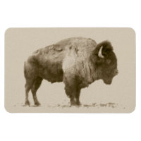 Plains Bison