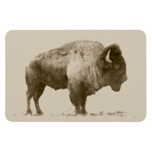 Plains Bison Magnet (Horizontal)
