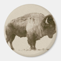 Plains Bison