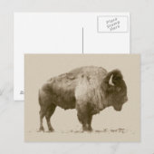 Plains Bison Postkarte (Vorne/Hinten)