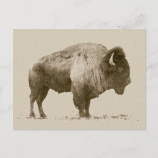 Plains Bison Postkarte (Vorderseite)