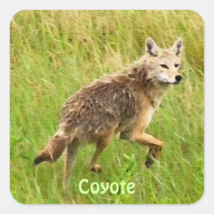 Plains Coyote Wildlife Quadratischer Aufkleber