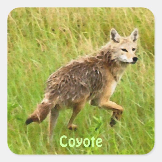 Plains Coyote Wildlife Quadratischer Aufkleber (Vorderseite)