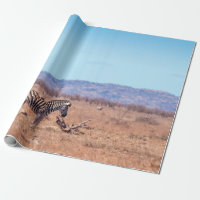 Plains zebra in Kruger National Park, Südafrika