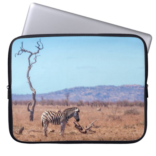 Plains zebra in Kruger National Park, Südafrika Laptopschutzhülle (Vorderseite)
