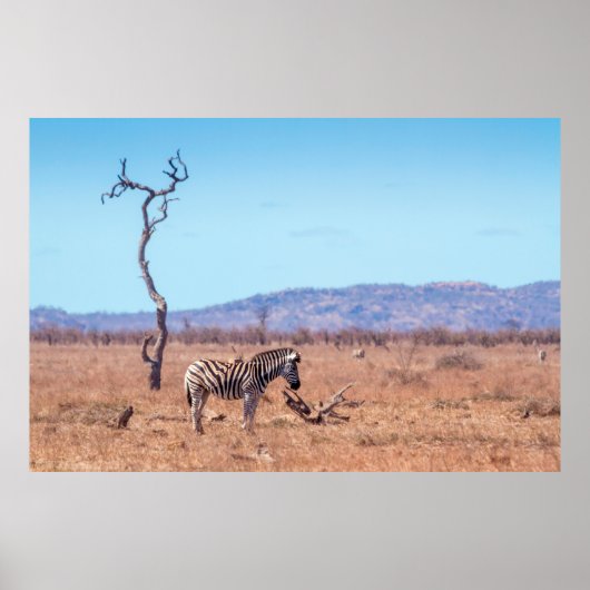 Plains zebra in Kruger National Park, Südafrika Poster (Vorne)