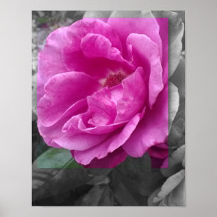 PLAKAT 11x14, lila Blume