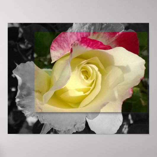 PLAKAT 14x11, gelbe Blume (Vorne)