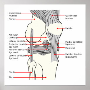 Plakat Anatomisches Diagramm menschliches rechtes